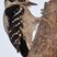 Downy Woodpecker